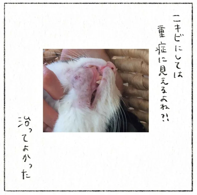 『うちの猫は今日も塩対応』 14.webp