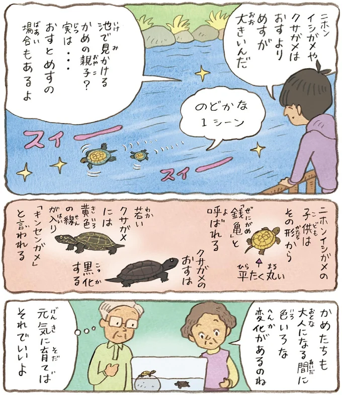 おばあちゃんとかめ 何げに楽しい2匹とのくらし 09-07.webp