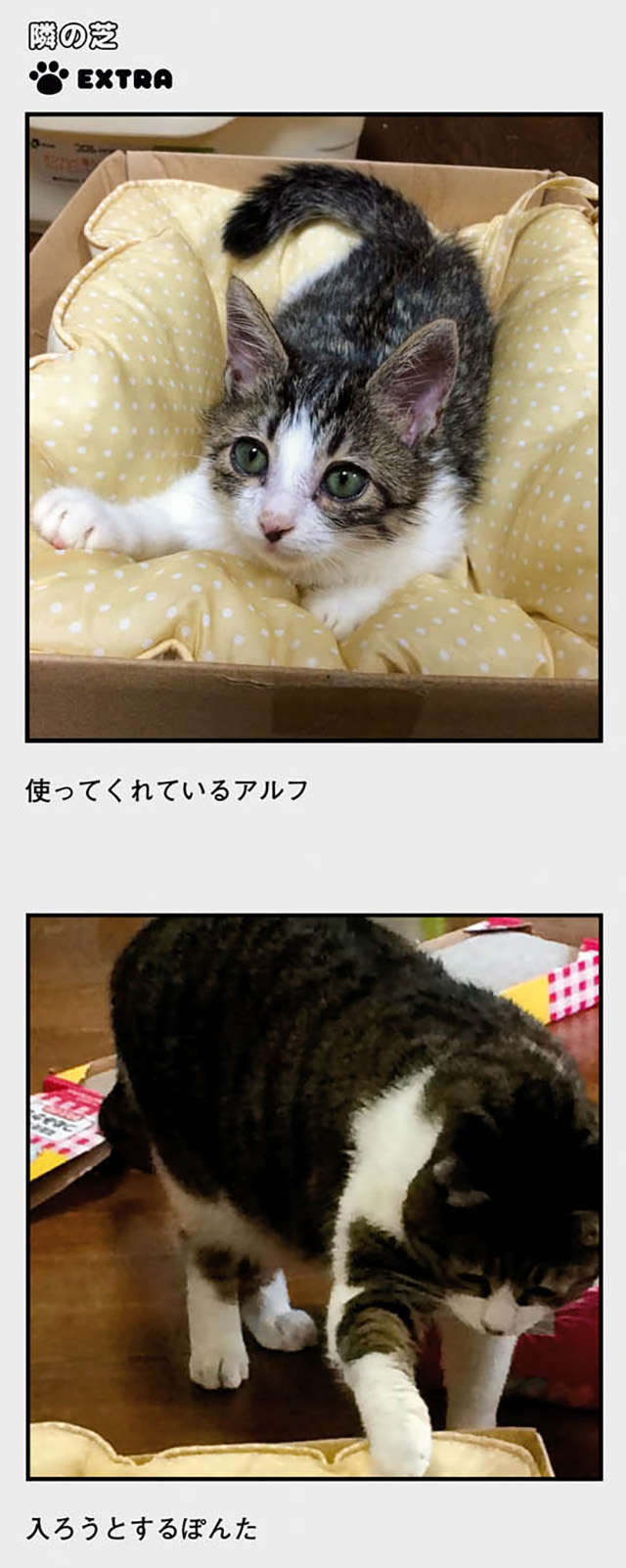 子猫と先住猫のファーストコンタクト。「実は子猫に優しい」は...／鴻池剛と猫のぽんた ニャアアアン! 2 13.jpg