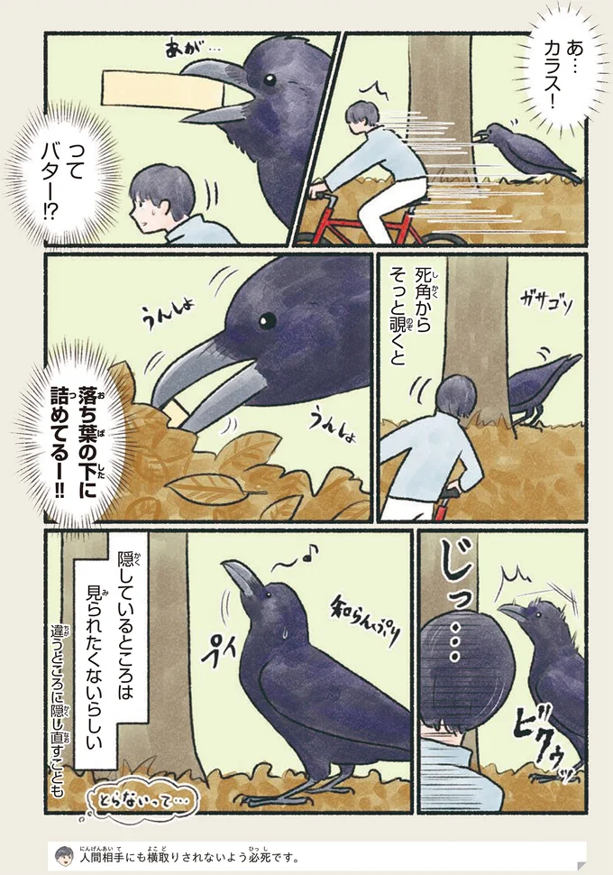 隠しているとこを見られてハッ。意外とかわいいこの鳥の食料保存法／意外と知らない鳥の生活 11.png