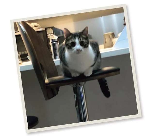 猫が引いてる...？ 飼い主が必死にヨガをやったら...あれ？／まめきちまめこニートの日常 3 mameko24_4.jpeg