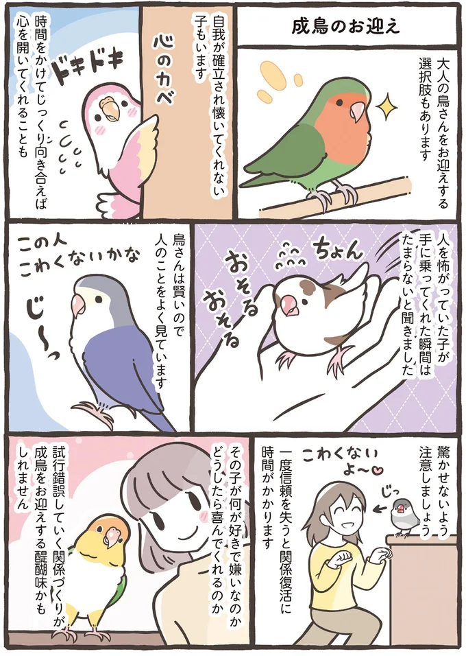 ヒナ？ それとも成鳥？ 季節はいつ？ 鳥を家族にするおすすめのタイミング／トリ扱い説明書 44.png