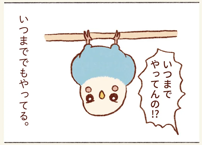 なぜ⁉ セキセイインコがよくする逆さ吊り。理由を調べてみたら「ほっこり」／プジェ日記！ 