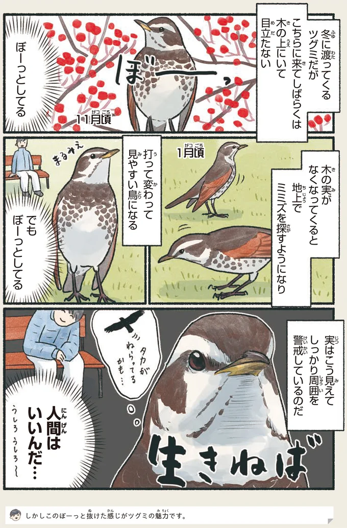 歩き方が一味違う。冬を知らせるツグミは意外な美声の持ち主／意外と知らない鳥の生活 1.png