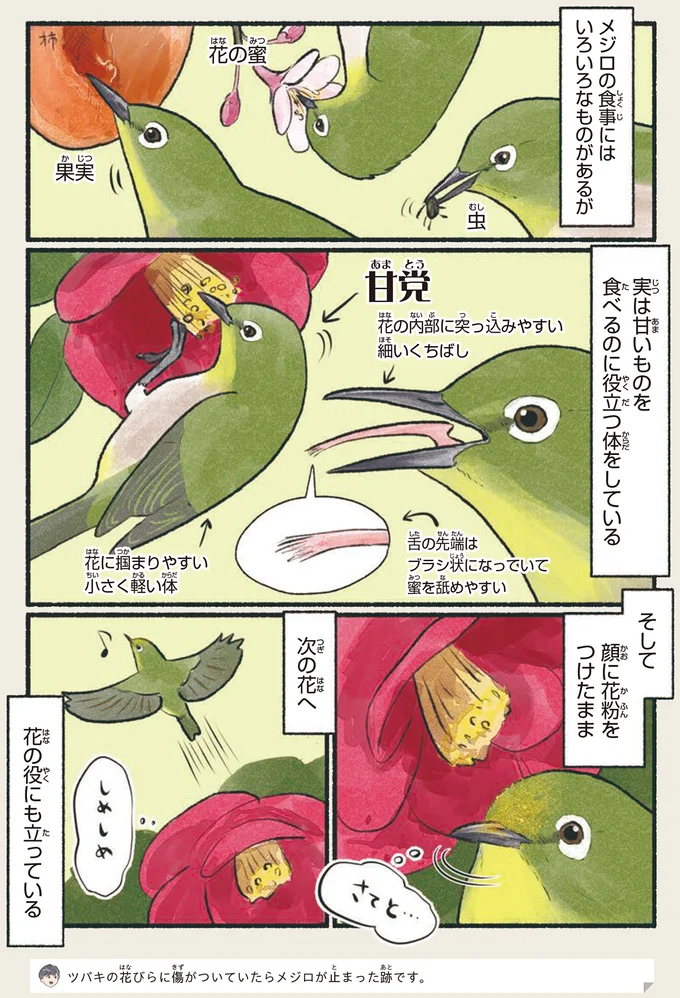 『意外と知らない鳥の生活 1〜2』 142.webp