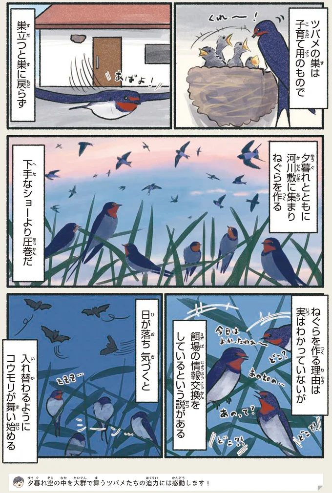 かなり厳しい「住宅事情」。困った末に巣ができた場所は...そこ？／意外と知らない鳥の生活 172.webp