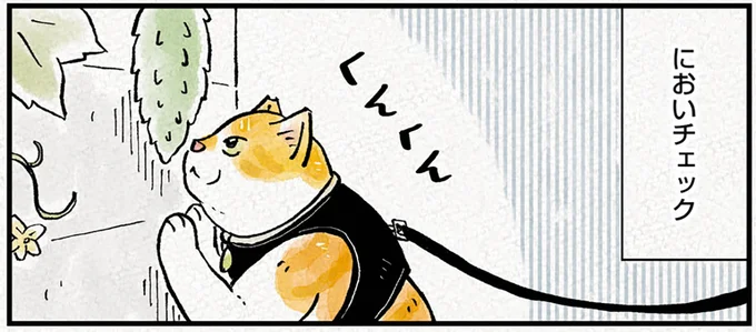 なんだ!? 猫が散歩に行く前、どうしても気になった「突起」/元野良猫チャチャ 本日も見まわり中