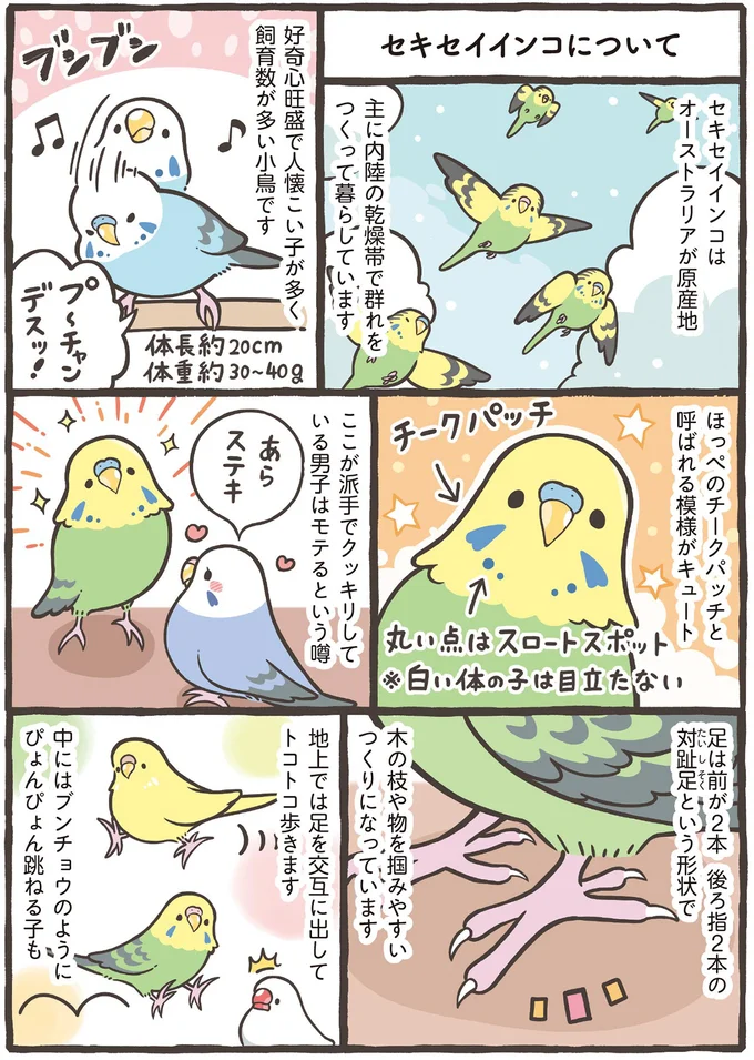 あなたはブンチョウ？ それともセキセイインコ？ 人気の2種を詳しく解説／トリ扱い説明書 83.png