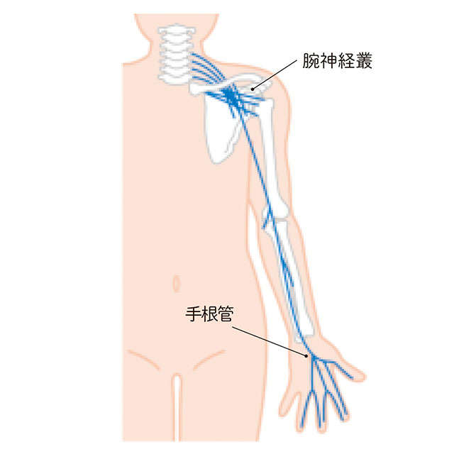 「首まわりの不調」は「手指の痛み」の原因に？ 痛みに関わる「3つの神経」を麻酔科医が解説 P057_03.jpg