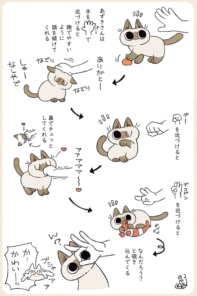 甘えん坊だけど世話焼きな愛猫。飼い主がケガをすると飛んできて...／シャム猫あずきさんは世界の中心 12-02.png