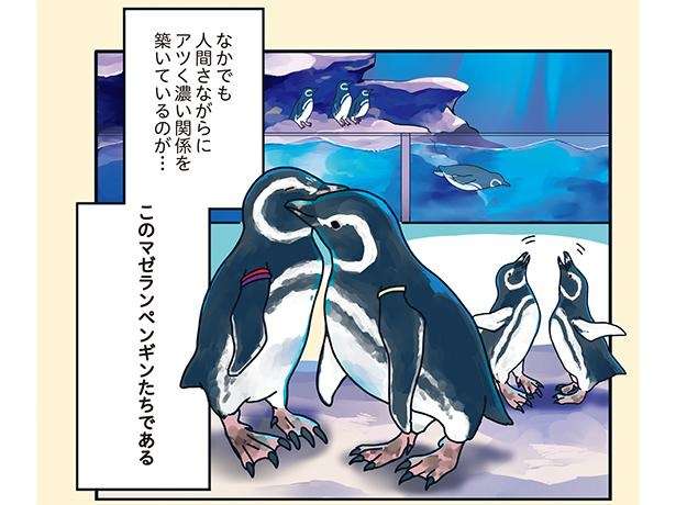 アツくて濃い関係のペンギンたち。中学生みたいな恋愛をする2羽から目が離せない！ ／下町ペンギン物語