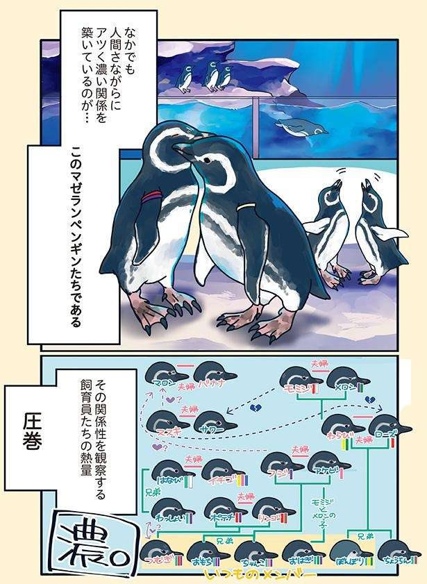 アツくて濃い関係のペンギンたち。中学生みたいな恋愛をする2羽から目が離せない！ ／下町ペンギン物語 11166645_615.jpg