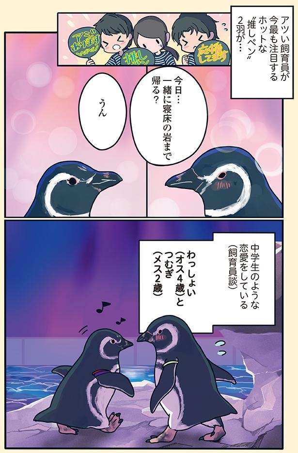 アツくて濃い関係のペンギンたち。中学生みたいな恋愛をする2羽から目が離せない！ ／下町ペンギン物語 11166646_615.jpg