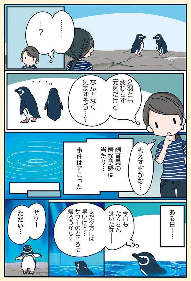 帰宅したら彼が他の女と...。飼育員は見た！ ペンギンたちの壮絶な修羅場バトル／下町ペンギン物語 11166812_615.jpg