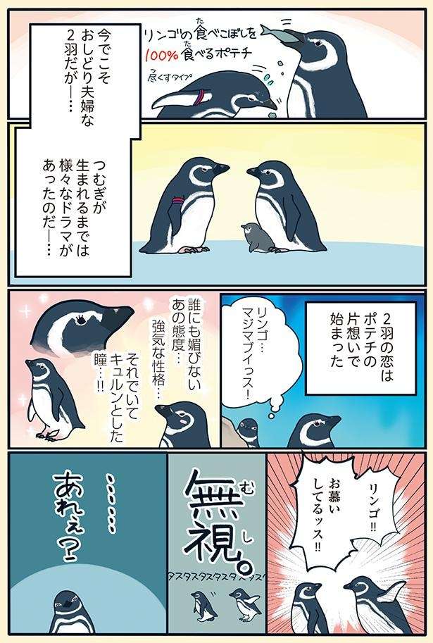 強くてヤンキーなペンギン夫婦の純愛物語。何度アプローチしてもフル無視だったが／下町ペンギン物語 11166887_615.jpg