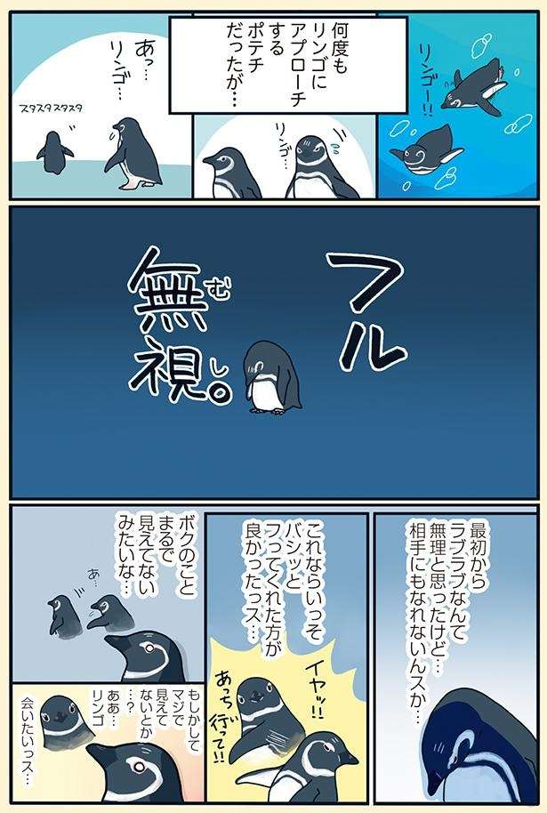 強くてヤンキーなペンギン夫婦の純愛物語。何度アプローチしてもフル無視だったが／下町ペンギン物語 11166888_615.jpg