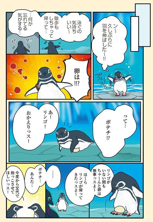 初めての子育てで張り切りすぎた母ペンギン。見兼ねた飼育員が介入した結果／下町ペンギン物語 11166900_615.jpg