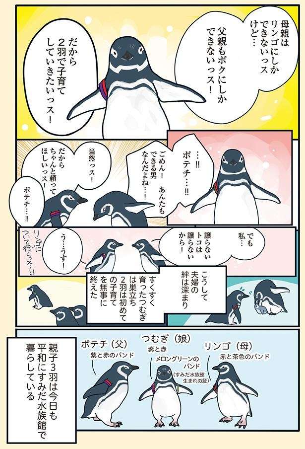 初めての子育てで張り切りすぎた母ペンギン。見兼ねた飼育員が介入した結果／下町ペンギン物語 11166901_615.jpg