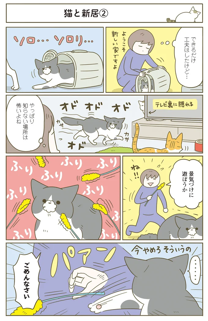 『うちの猫がまた変なことしてる。』 11646414.webp