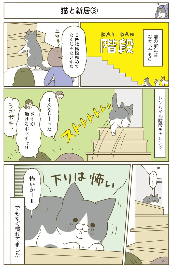 『うちの猫がまた変なことしてる。』 11646415.webp