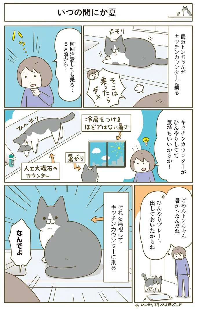 『うちの猫がまた変なことしてる。』 11646420.webp