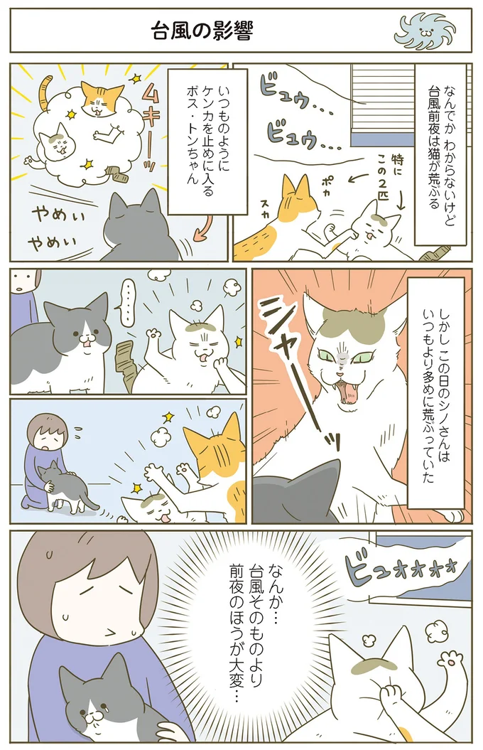 『うちの猫がまた変なことしてる。』 11646421.webp