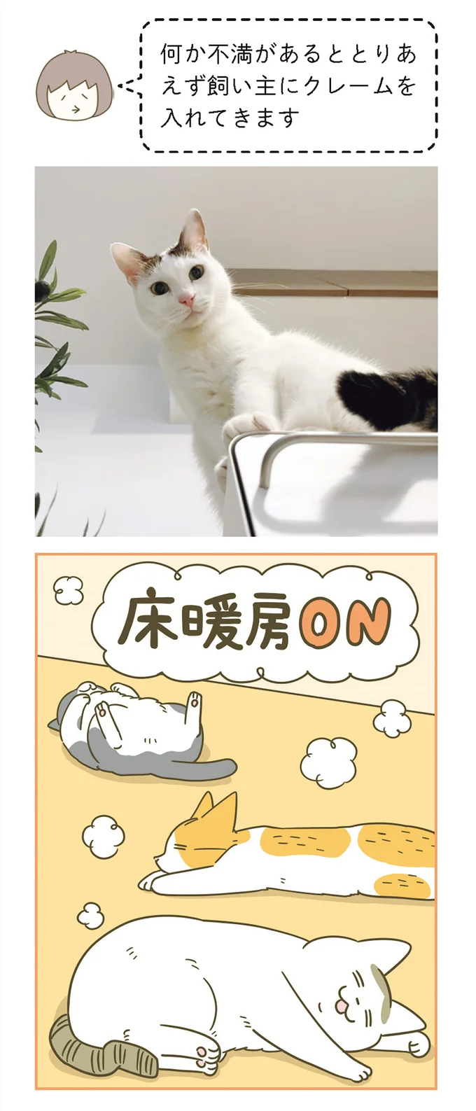 『うちの猫がまた変なことしてる。』 11646423.webp