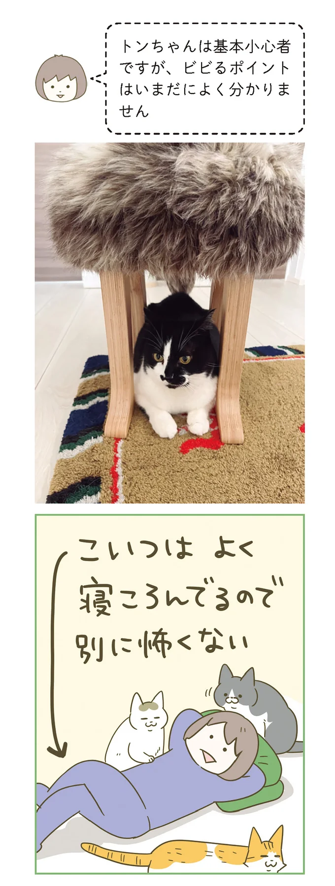 『うちの猫がまた変なことしてる。』 11646427.webp