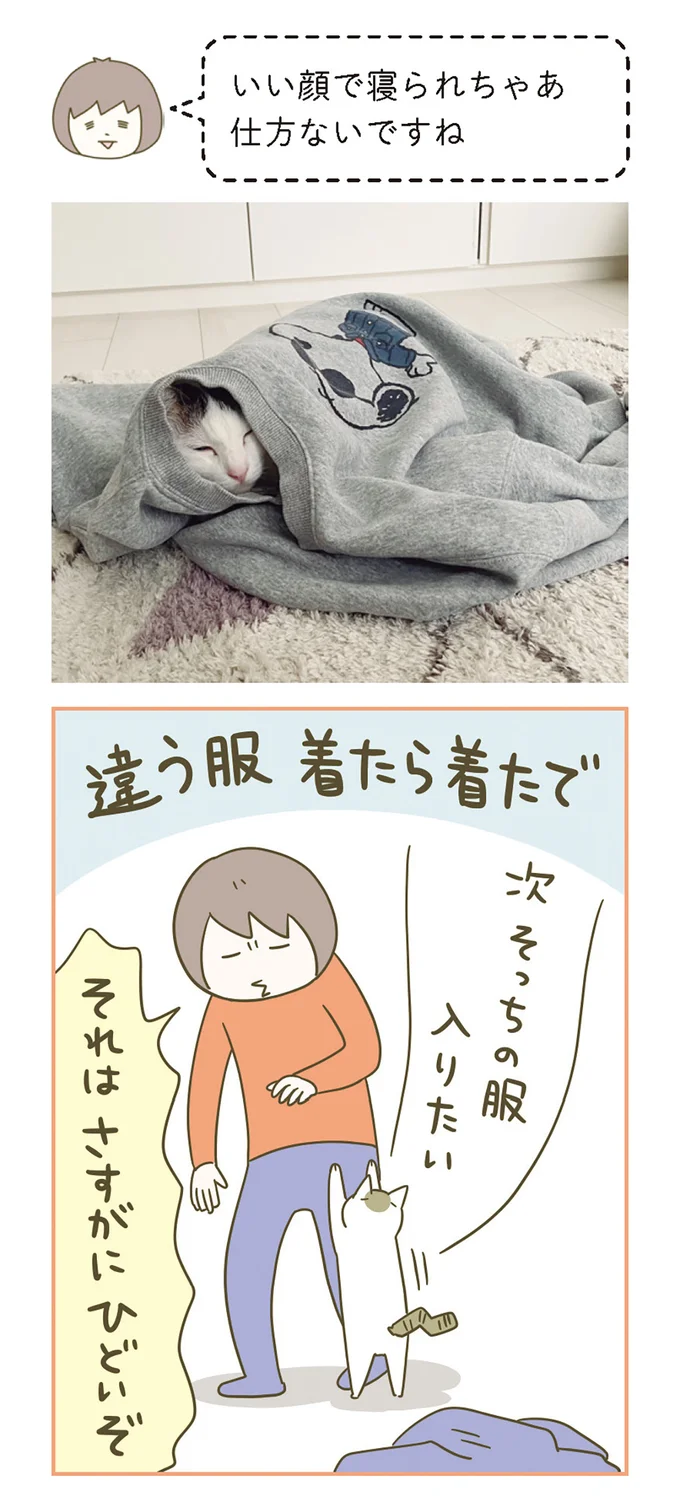 『うちの猫がまた変なことしてる。』 11646429.webp