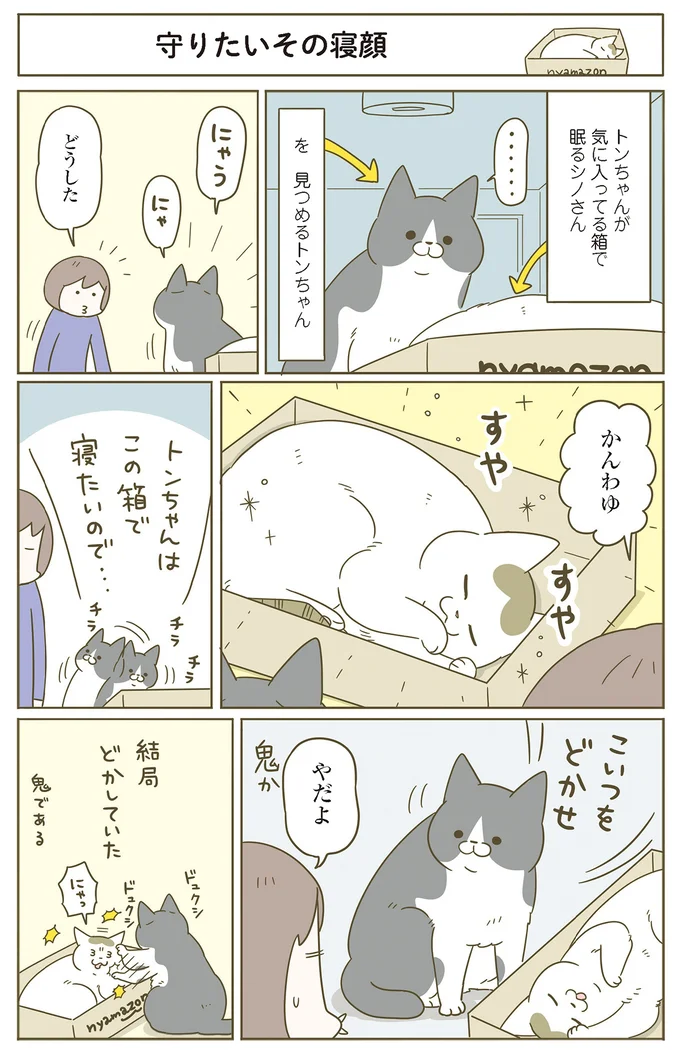 『うちの猫がまた変なことしてる。』 11646432.webp