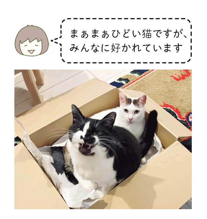 『うちの猫がまた変なことしてる。』 11646434.webp