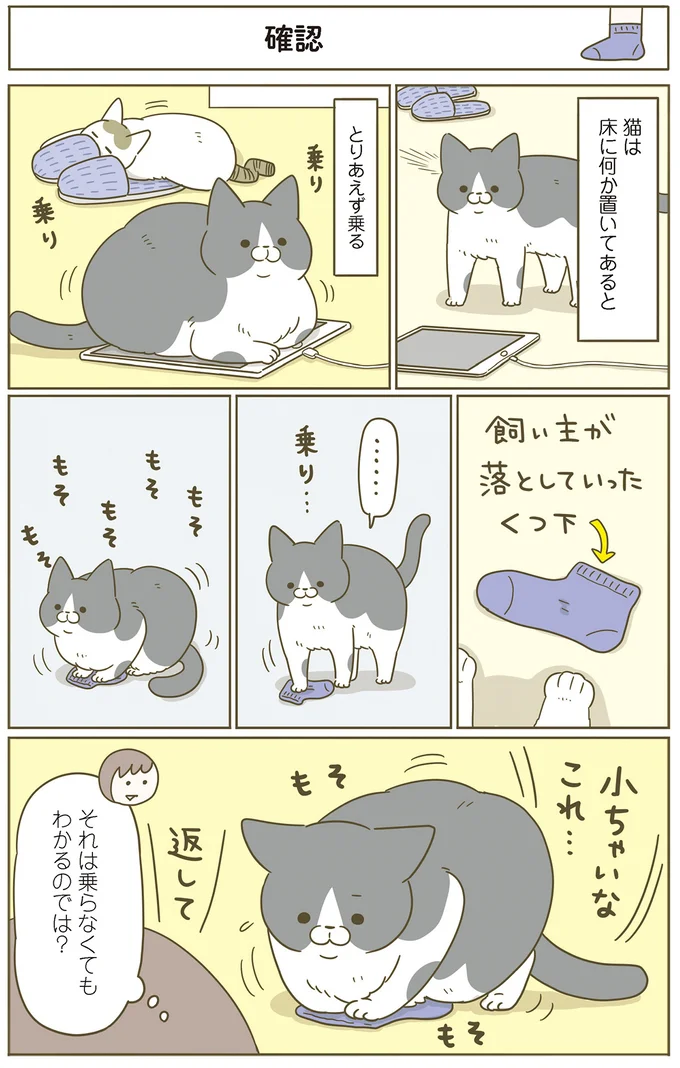 うちの猫は、床に何か置いてあると「とりあえず乗る」。でもそれは...⁉／うちの猫がまた変なことしてる。7 11646438.webp