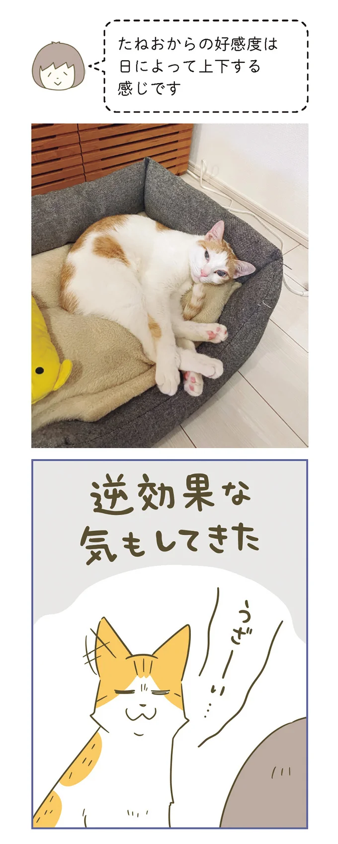 『うちの猫がまた変なことしてる。』 11646650.webp