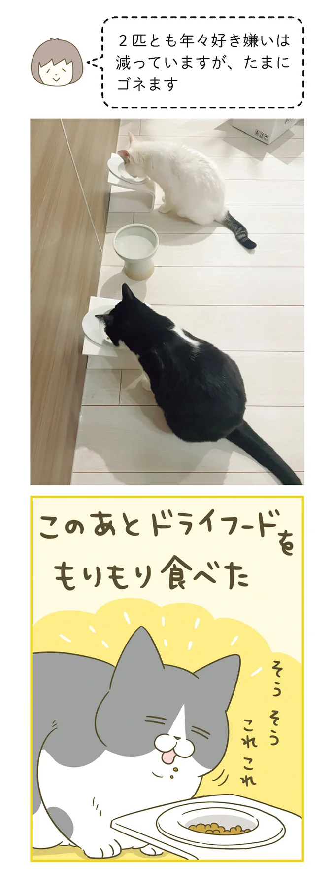 『うちの猫がまた変なことしてる。』 11646655.webp