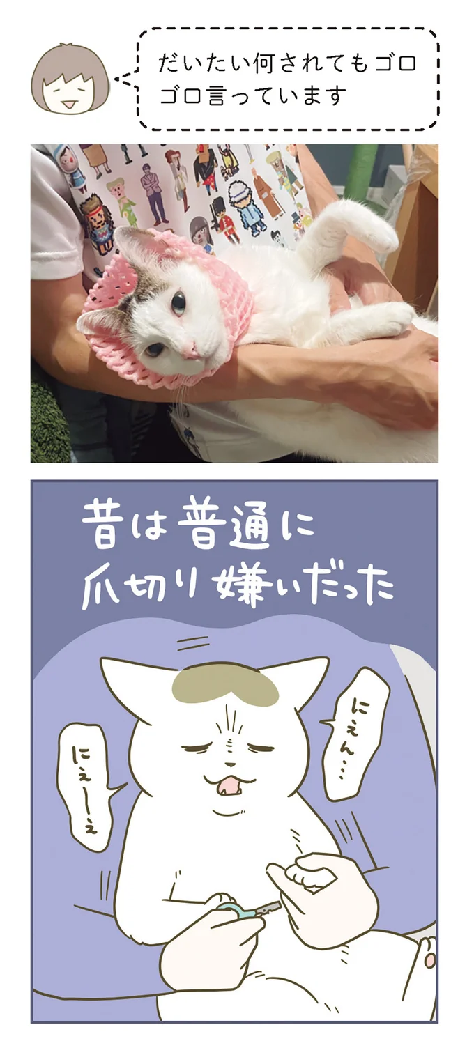 「ややっ これはちょうどいい箱」。そんな段ボールは愛猫にも好評で／うちの猫がまた変なことしてる。7 11646662.webp