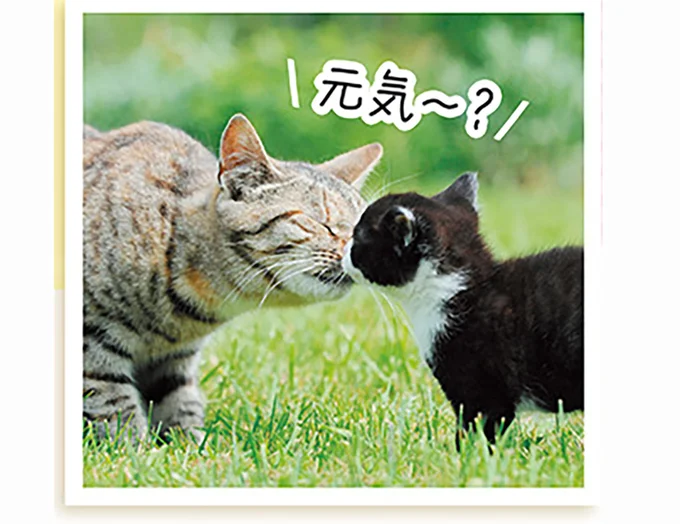 愛猫が飼い主に鼻をつけてクンクン...じつは猫なりの「理由」があった！／猫と幸せに暮らすための教科書 11789904.png