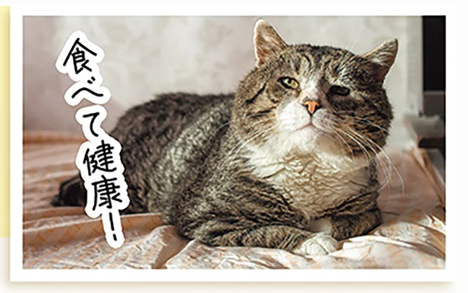 子猫に牛乳は厳禁!? ミルクもフードも子猫専用のものを与えよう／猫と