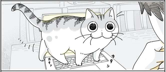 なぜ猫は絶妙にPCのキーボートを踏むのか。「この表情」もたまらない...／夜は猫といっしょ