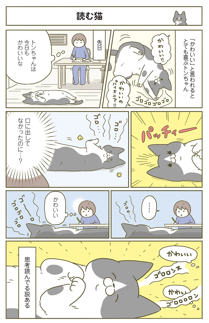 『うちの猫がまた変なことしてる。』 12479258.webp