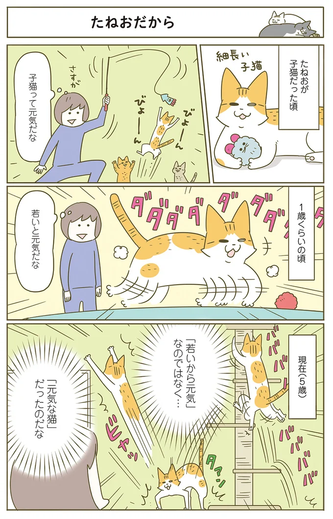 『うちの猫がまた変なことしてる。』 12479261.webp