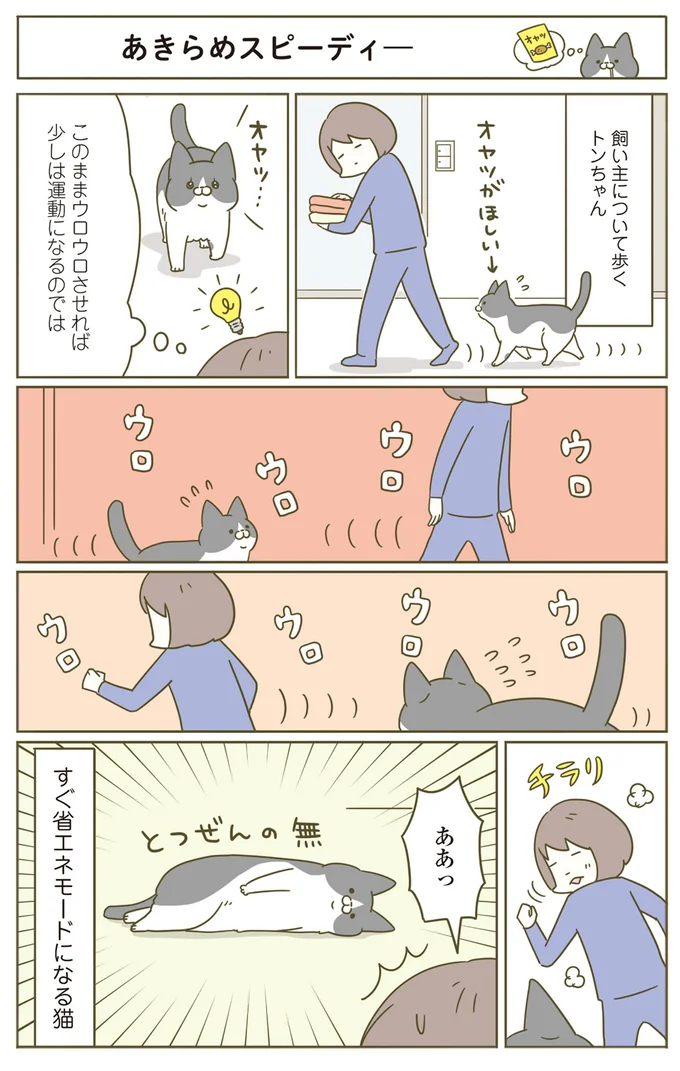 『うちの猫がまた変なことしてる。』 12517233.webp