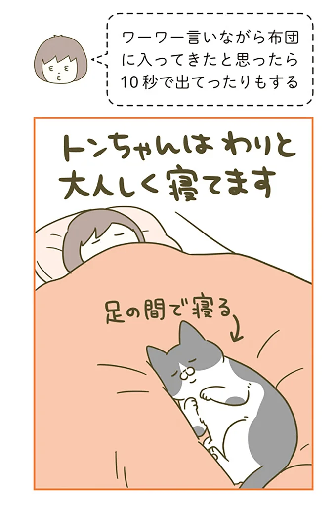 『うちの猫がまた変なことしてる。』 12517235.webp