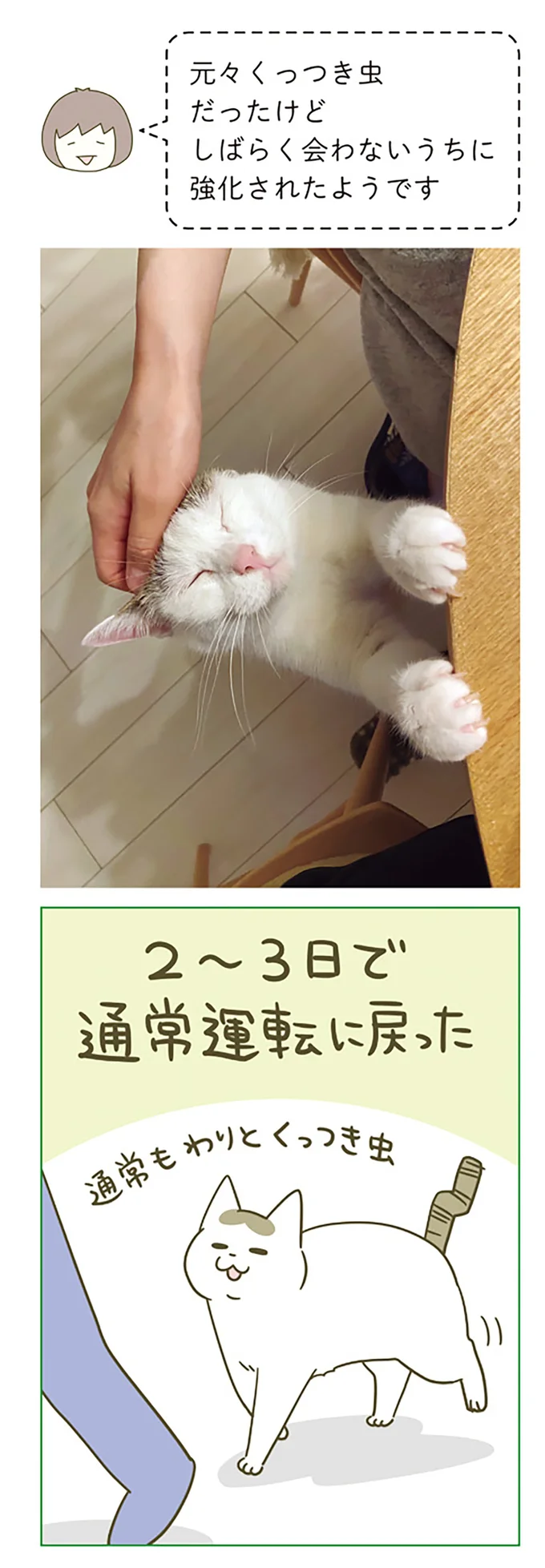 んーん...猫が「しばらく不在だった飼い主」と再会した時。なんとかわいい...！／うちの猫がまた変なことしてる。5 12517374.webp