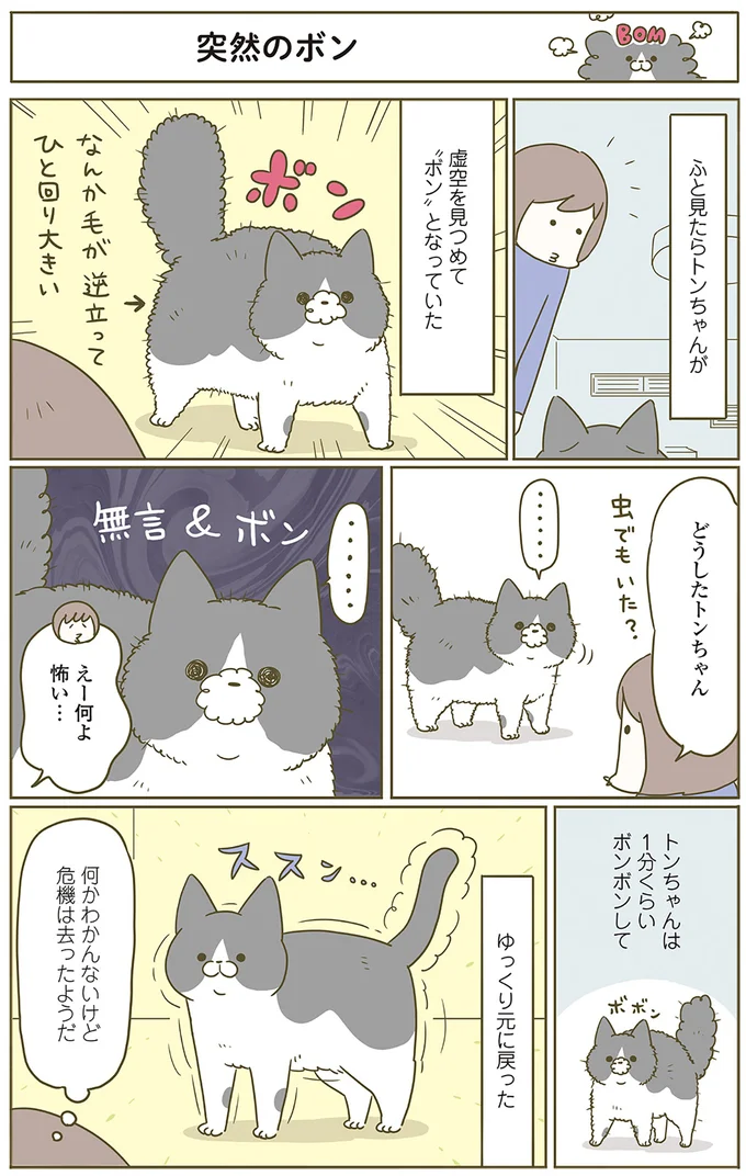 『うちの猫がまた変なことしてる。』 12554668.webp