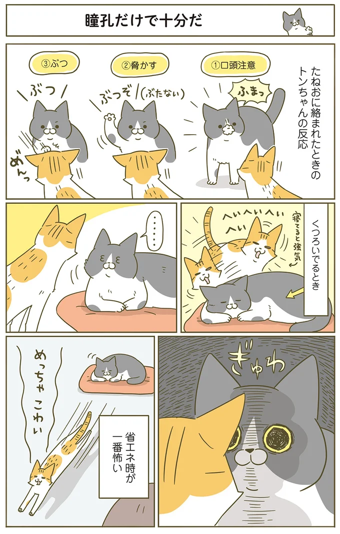 『うちの猫がまた変なことしてる。』 12554815.webp