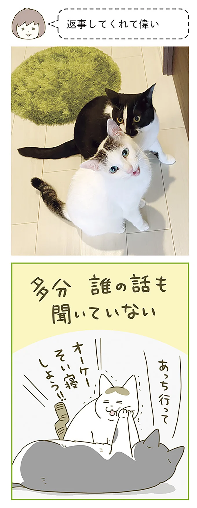 「なんのために？」うちの猫の謎の趣味。でもやたら満足そうな顔を...／うちの猫がまた変なことしてる。6 12555020.webp