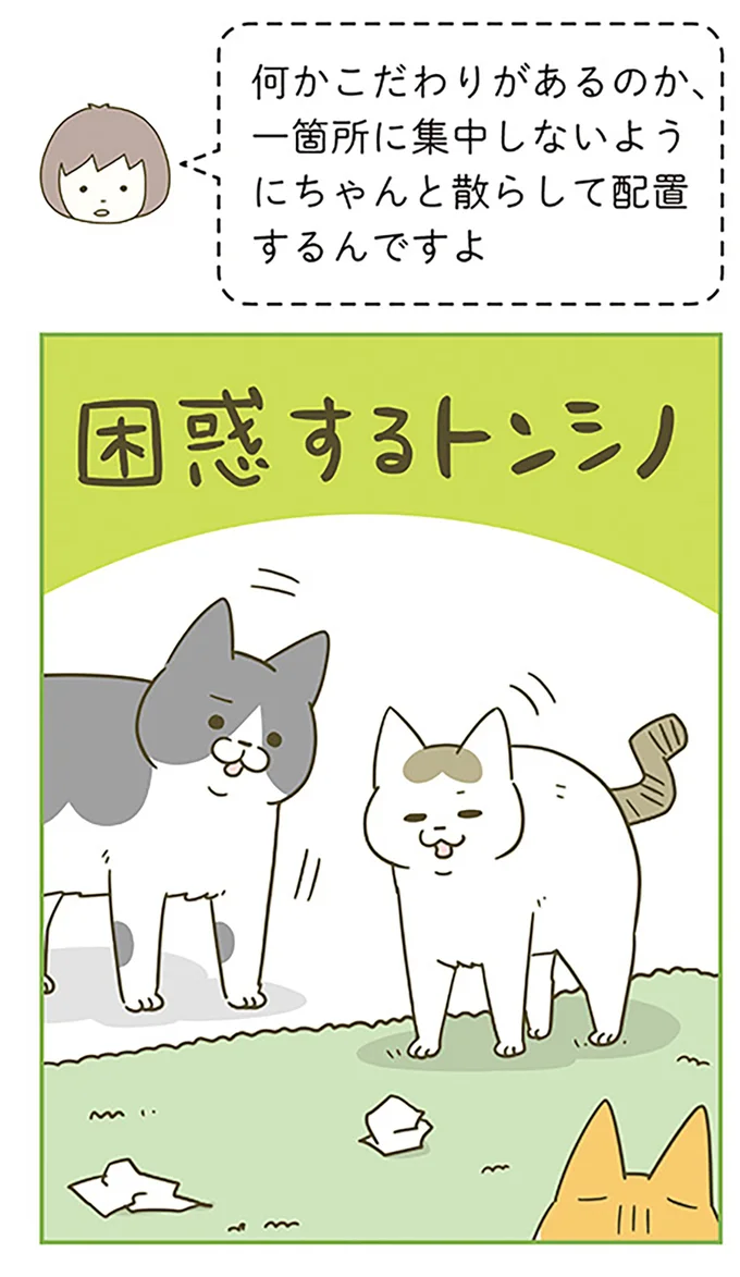 「なんのために？」うちの猫の謎の趣味。でもやたら満足そうな顔を...／うちの猫がまた変なことしてる。6 12555022.webp