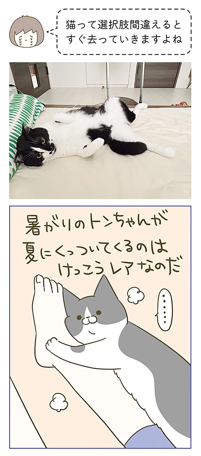 『うちの猫がまた変なことしてる。』 12555116.webp