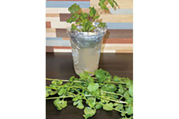 【女性に人気の「パクチー」を育てよう】「プラカップ」を使えば長く簡単に栽培可能！ chapter-1-プラカップ_0124-4-8.jpg