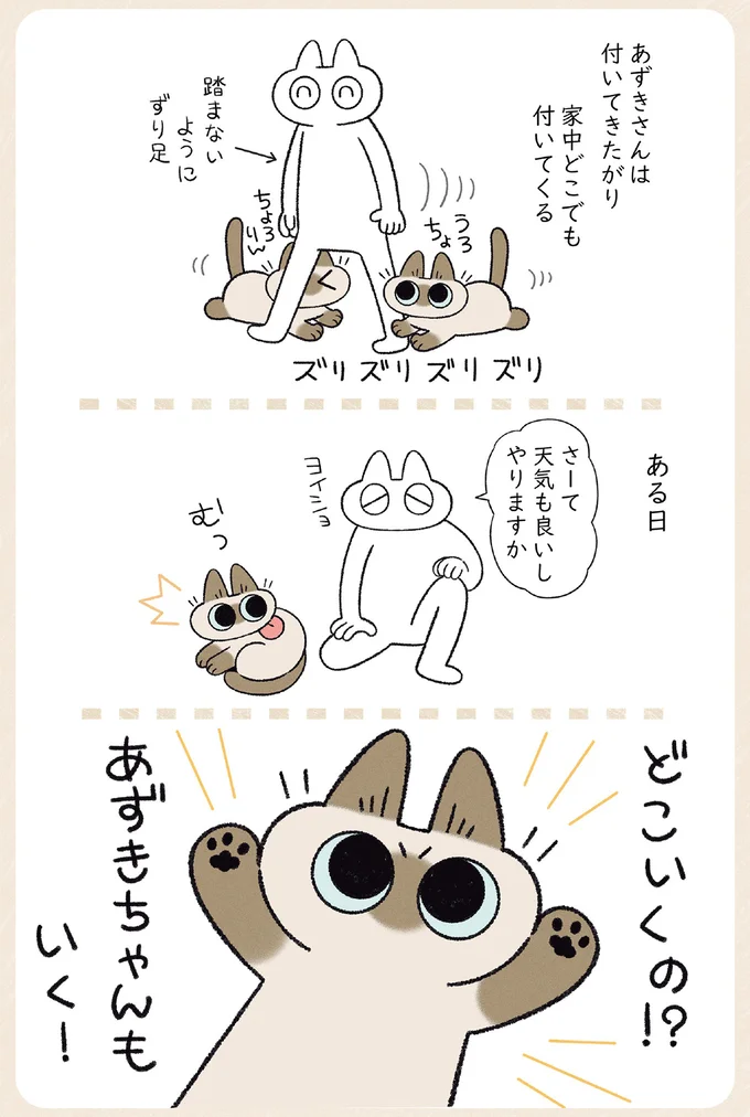 猫は想像以上に表情豊か。いつもと違うキャットフードを出したら／やっぱり!!!!! シャム猫あずきさん 12860551.webp